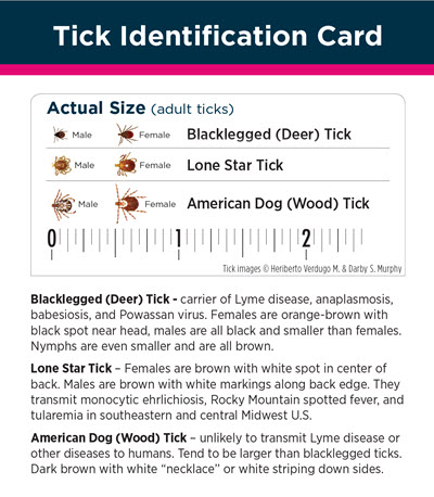 Click here to open Lyme’s Disease & Tick Cards PDF in English.